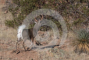 Coues Whitetail Deer Buck Running in Arizona in Winter