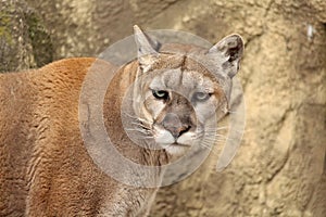 Cougar