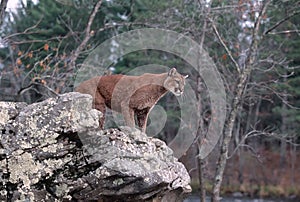 Cougar
