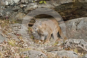 Cougar