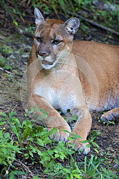 Cougar  708974