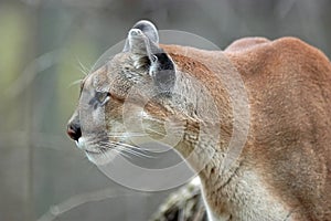 Cougar