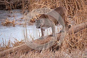 Cougar also called Mountain Lion,  Panther or Puma crossing a log at a frozen pond in winter