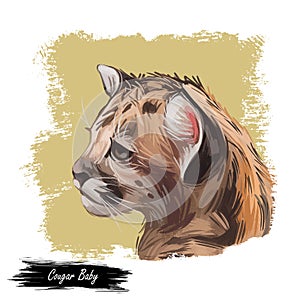 Cougar baby tabby, large felid isoated wildlife cat. Digita art illustration of mountain lion, puma, red tiger, and catamount.