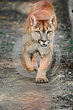 Cougar, a beautiful predator and a resident of the zoo, a dangerous animal.