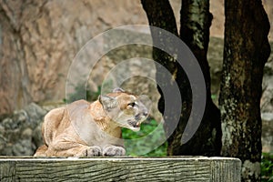 Cougar photo