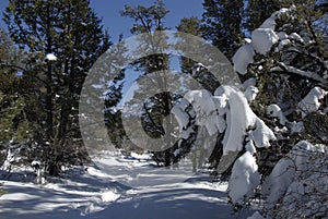 Cougar Crest Trail the San Bernardino, mountains.