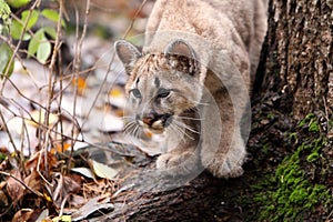 Cougar Cub