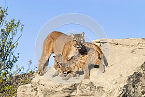 Cougar and cubs