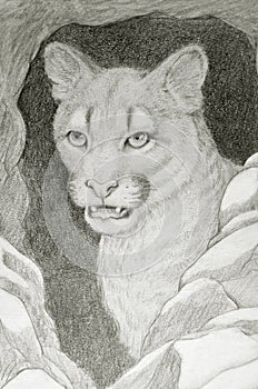 Cougar face portrait