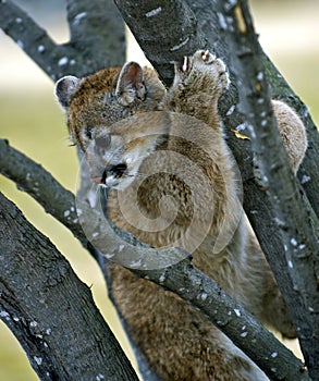 Cougar (Felis Concolor) Stuck in a Tree