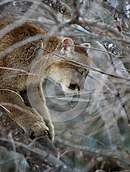 Cougar (Felis Concolor) Up a Tree