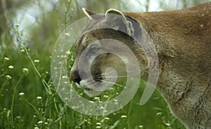 Puma v tráve 