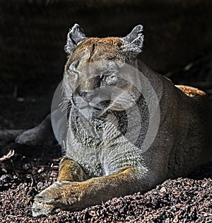 Cougar on the ground 2