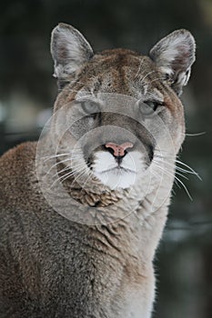 Cougar Headshot