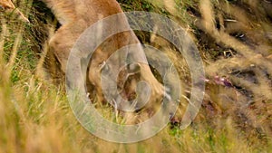 cougar and her cub eating the remains of a guanaco