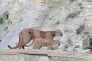 Cougar with her kit on Badlands ridge