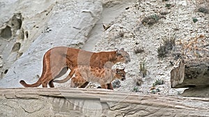 Cougar with her kit on mountain ridge