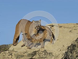 Cougar and kits