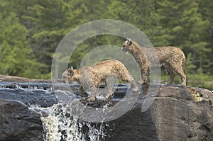 Cougar kits photo