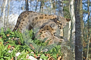 Cougar kits photo