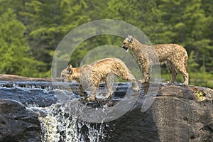 Cougar kits crossing waterfall