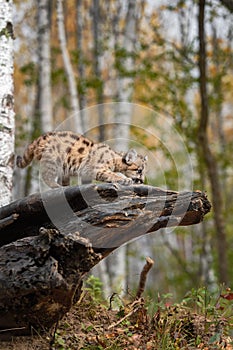 Cougar Kitten (Puma concolor) Crawls Out on Log Autumn