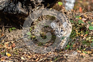 Cougar Kitten (Puma concolor) Crawls Out From Under Log Looking Right Autumn