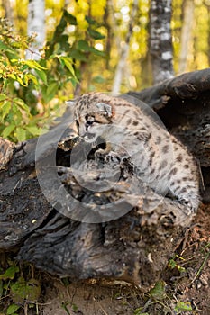 Cougar Kitten (Puma concolor) Crawls to Left on Log Autumn