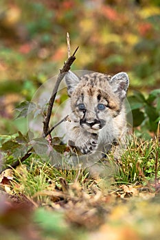 Cougar Kitten (Puma concolor) Creeps Along Ground Paw Up Autumn
