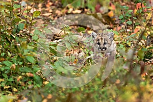 Cougar Kitten (Puma concolor) Creeps Through Ground Cover Autumn