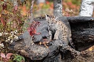 Cougar Kitten (Puma concolor) Creeps Out From Inside Log Autumn