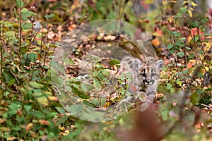 Cougar Kitten (Puma concolor) Creeps Out of Undergrowth Autumn