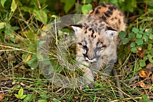 Cougar Kitten (Puma concolor) Creeps Past Clover Autumn