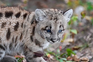 Cougar Kitten (Puma concolor) Crouched on Ground Autumn