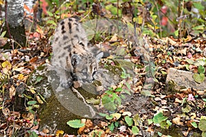 Cougar Kitten (Puma concolor) Crouches Down on Rock Autumn