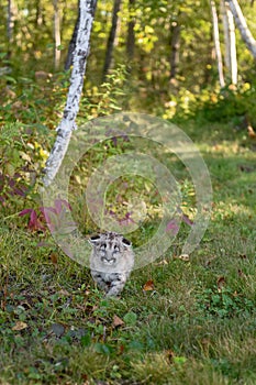 Cougar Kitten (Puma concolor) With Floppy Ears Walks Forward on Trail Autumn