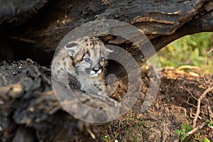 Cougar Kitten (Puma concolor) Hangs Out Inside Log Autumn
