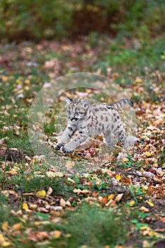 Cougar Kitten (Puma concolor) Jumps Across Leaf Strewn Ground Autumn