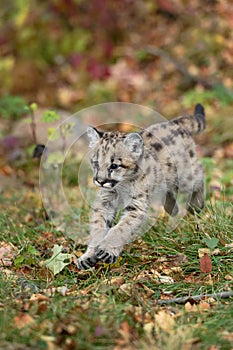 Cougar Kitten (Puma concolor) Jumps Forward Autumn