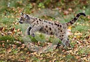 Cougar Kitten (Puma concolor) Leaps Left Autumn
