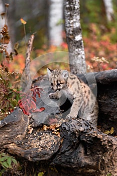 Cougar Kitten (Puma concolor) on Log Looks Left and Down Autumn