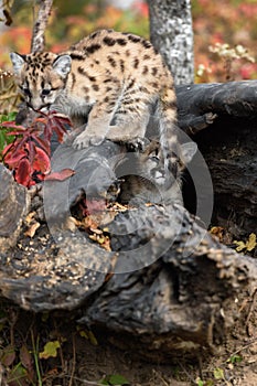 Cougar Kitten (Puma concolor) in Log Looks Out Past Siblings Tail Autumn