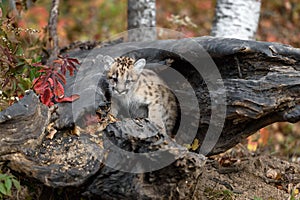 Cougar Kitten (Puma concolor) Looks Down and Out From Log Autumn