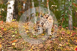 Cougar Kitten (Puma concolor) Looks Down Side of Forest Embankment Autumn