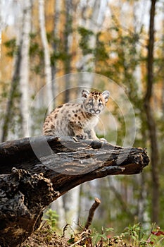 Cougar Kitten (Puma concolor) Looks Out From Atop Log Autumn