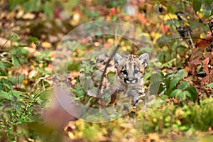 Cougar Kitten (Puma concolor) Looks Out Between Weeds on Ground Autumn