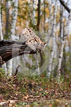 Cougar Kitten (Puma concolor) Looks Over Edge of Log to Ground Autumn