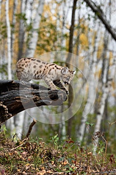 Cougar Kitten (Puma concolor) Looks Over End to Log Autumn