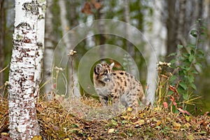 Cougar Kitten (Puma concolor) Looks Right in Birches Autumn
